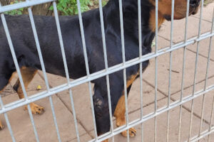 Tierschutzverein für Wiesbaden und Umgebung e. V. – Wiesbaden