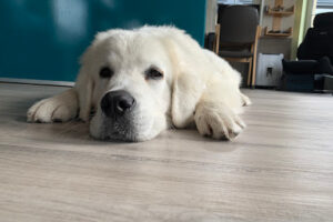 Tierrettung Greifswald eV – Medow