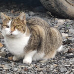 Straßenkatzen Köln e. V. – Köln