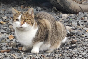 Straßenkatzen Köln e. V. – Köln