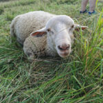 Tierschutzhof kleine bunte Glücksfarm – Ilmenau
