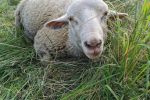Tierschutzhof kleine bunte Glücksfarm – Ilmenau