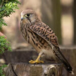 Wildtierheim der Vogelschutzgruppe Preetz WILDVOGELAUFFANGSTATION – Preetz