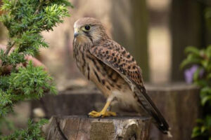 Wildtierheim der Vogelschutzgruppe Preetz WILDVOGELAUFFANGSTATION – Preetz