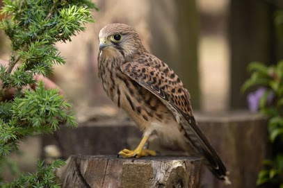 Wildtierheim der Vogelschutzgruppe Preetz WILDVOGELAUFFANGSTATION - Preetz 1 AF1QipMwX3lm XMxD63sb1KKcwDDL g1jIBBBOEpjv15w408 h271 k no