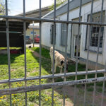 Tierschutzverein Dachau e.V. – Dachau