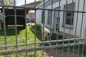 Tierschutzverein Dachau e.V. – Dachau