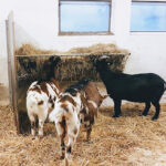 Tierschutzorganisation Gut Morhard – Königsbrunn