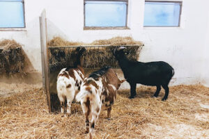 Tierschutzorganisation Gut Morhard – Königsbrunn