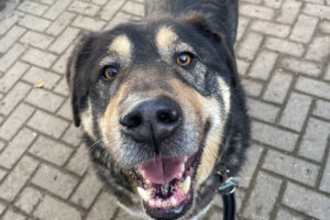 Städtisches Tierasyl Hamm - Hamm 12 Städtisches Tierasyl Hamm – Hamm