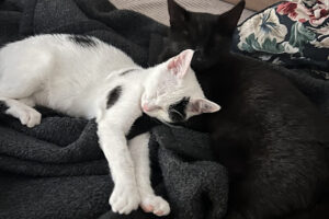 Tierschutzverein Crailsheim – Tierheim e.V. – Crailsheim