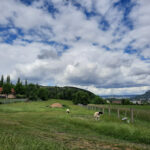 Tierheim Jena des Tierheimvereins Jena e.V. – Jena