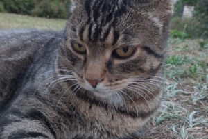 Tierschutzverein Bamberg / Tierheim Berganza – Bamberg