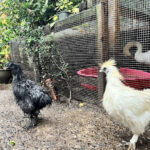 #Federheim, Notpfotes Stachel-, Fell- & Gefieder-Tierheim Neuss – Neuss