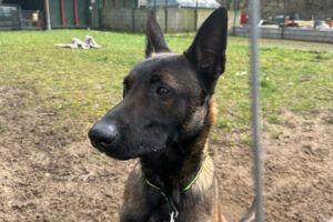 Tierschutzverein Oberberg e.V. – Wiehl