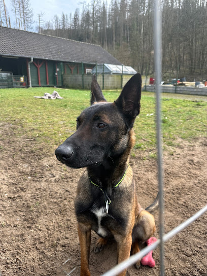 Tierschutzverein Oberberg e.V. - Wiehl 1 AF1QipO9nVwzWEGqOdoKTh9LeIulcLwQ1EgrBM 2T6Dfw408 h544 k no