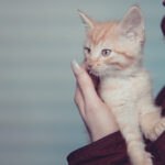 Tierschutzverein Sundern e.V. – Sundern (Sauerland)