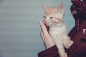 Tierschutzverein Sundern e.V. – Sundern (Sauerland)