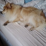 Tierschutz Ahrensburg-Großhansdorf e.V. – Großhansdorf