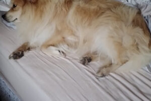 Tierschutz Ahrensburg-Großhansdorf e.V. – Großhansdorf