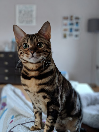 Uschi's Katzenhaus - Lauterbach (Hessen) 1 AF1QipOOA5zRZHVJ0Sf0xPamSFztOZYRxs9jHjlvBbKWw408 h544 k no