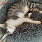 Tierschutz Celle – Celle