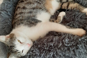 Tierschutz Celle – Celle