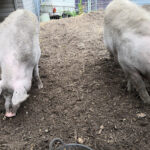 Tierschutz Friedberg-Hochzoll – Augsburg