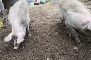 Tierschutz Friedberg-Hochzoll – Augsburg