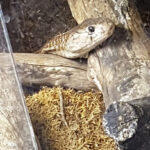 Auffangstation für Reptilien München e.V. – München