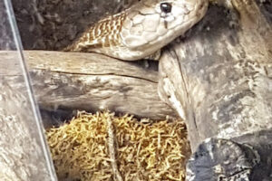 Auffangstation für Reptilien München e.V. – München