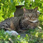 Tierschutzverein Cottbus e.V.- Tierheim Cottbus – Cottbus