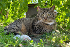 Tierschutzverein Cottbus e.V.- Tierheim Cottbus – Cottbus