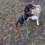 Fellosophie / Tierheim – Worms