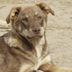 Tierschutzverein Straßenhunde Bukarest e.V. – Hückeswagen