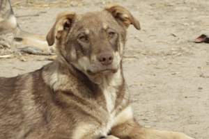 Tierschutzverein Straßenhunde Bukarest e.V. – Hückeswagen