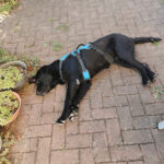 Tierheim Pirmasens – Pirmasens