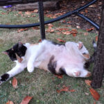 Tierheim Krefeld – Krefeld