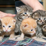 Tierherberge – Pfaffenhofen an der Ilm