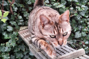 Tierschutzverein Dormagen – Dormagen