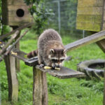 Tierschutzzentrum Weidefeld des Deutschen Tierschutzbundes e.V. – Kappeln
