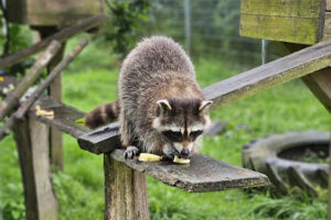 Tierschutzzentrum Weidefeld des Deutschen Tierschutzbundes e.V. – Kappeln