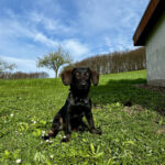 Tierschutzverein Herne-Wanne e.V – Herne