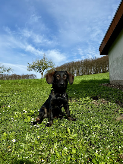 Tierschutzverein Herne-Wanne e.V - Herne 1 AF1QipPXOY ajKmVtU9aZZo2dcqnh76agZV1JWooVvUrw408 h544 k no