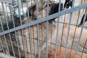 Tierschutzhof Rasselbande Im Glück – Ruhner Berge
