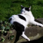 Tierschutzverein Wipperfürth – Wipperfürth