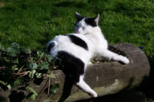 Tierschutzverein Wipperfürth – Wipperfürth