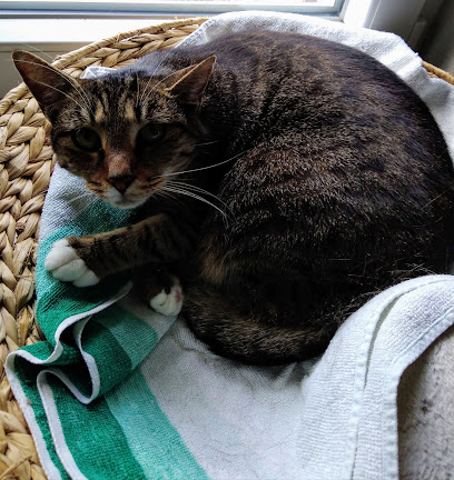 Tierschutzverein Dresden e.V. Menschen für Tierrechte Katzenheim Dresden-Luga - Dresden 1 AF1QipPypEW6c2VLLo7n4uTM1v7mijfbz4Cmfbe H0Suw408 h432 k no