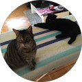 Gipsi60 Gipsi60