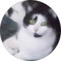 Katzenfan Katzenfan